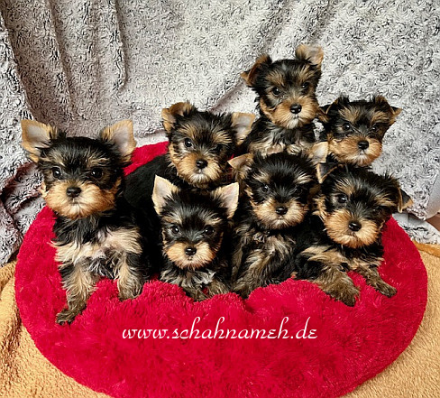 7 Babies