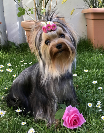 Franzi-2 mini