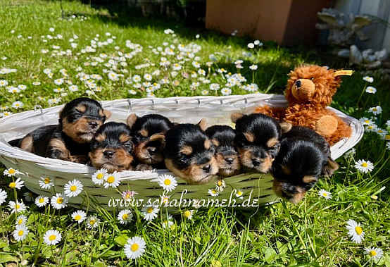Puppies_April_-1-