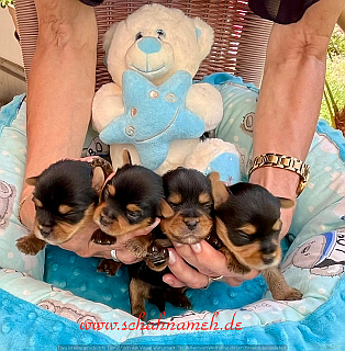 Stellas Puppies-1 (1)