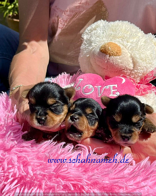 Stellas Puppies-2 (1)