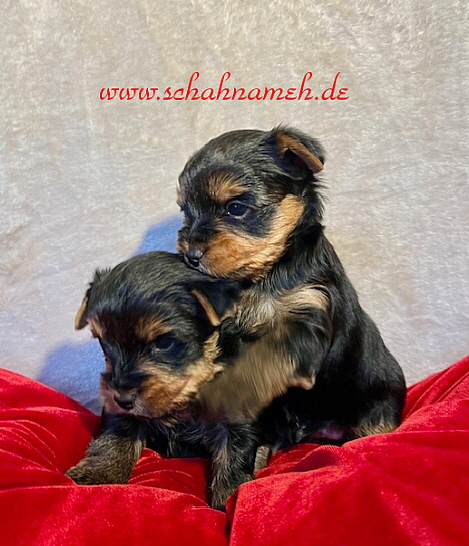puppies-1 (1)